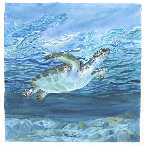 Sea Songs Turtle Print